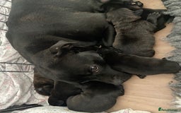 Staffordshire Bull Terrier dogs for sale: Stunning last available puppy Staffordshire - Image 3