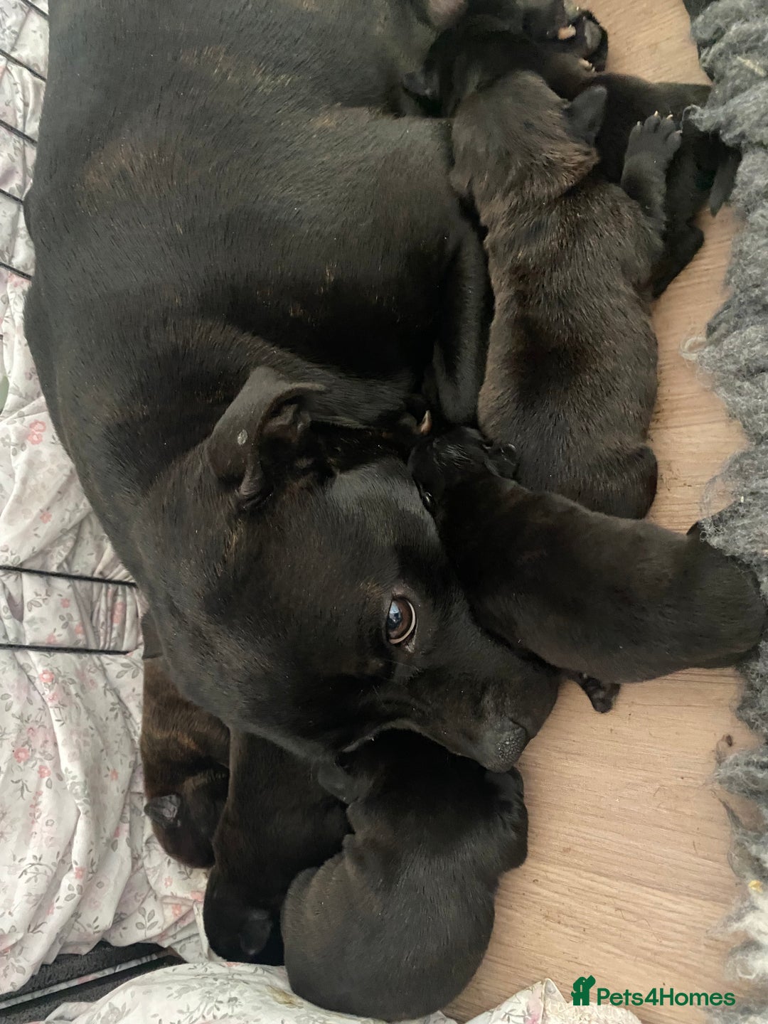 Staffordshire Bull Terrier dogs for sale: Stunning last available puppy Staffordshire - Image 3