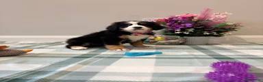 Bernese Mountain Dog Puppy 5