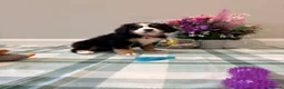 Bernese Mountain Dog dogs for sale: KC Registered Bernese mountain pups  - Advert 7