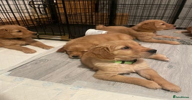 Golden Retriever dogs - Advert 7