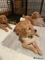 Golden Retriever dogs - Advert 14