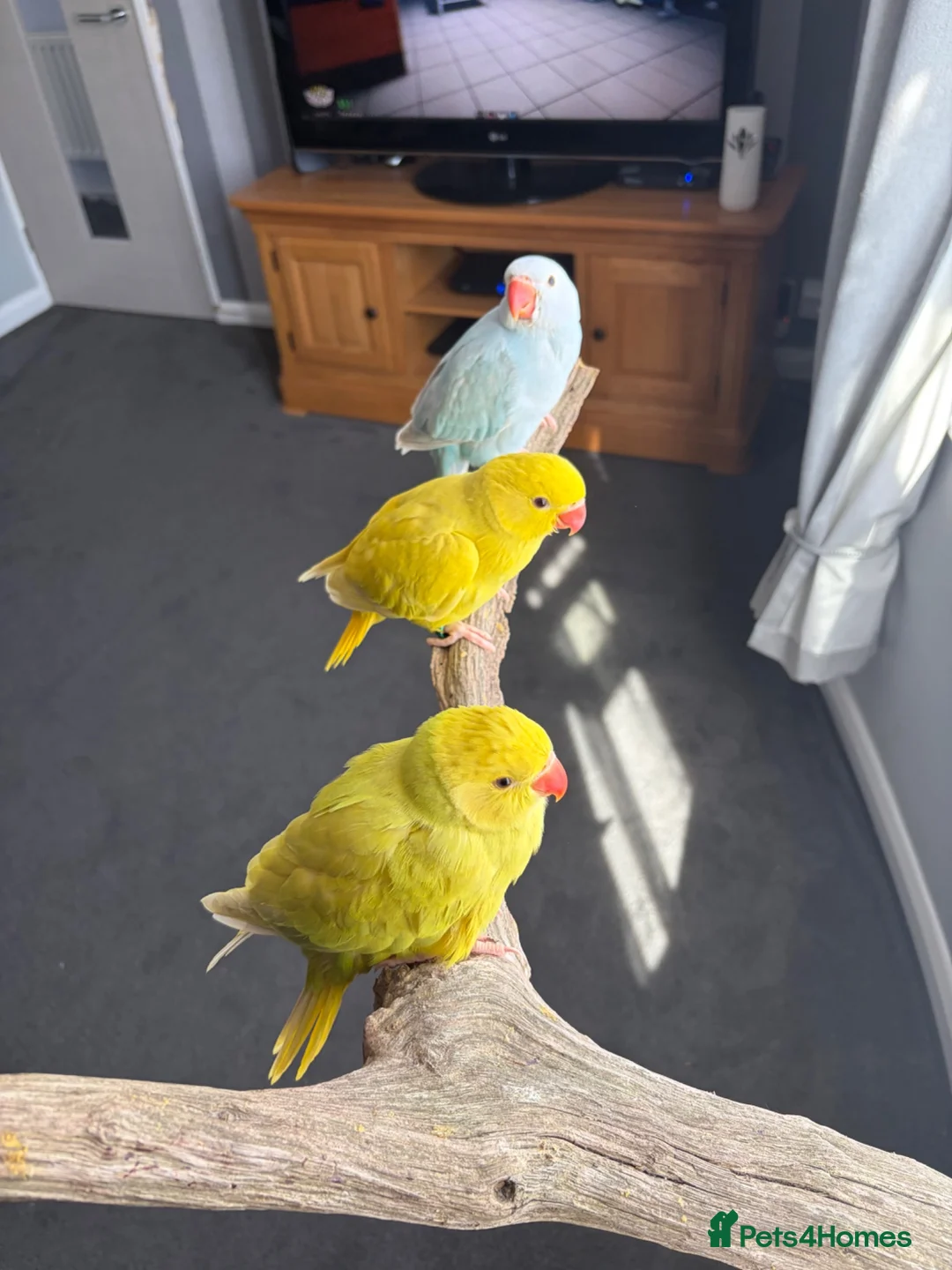 Parakeets birds for sale: Three 8 week old Indian ring neck parakeets  - Advert 1
