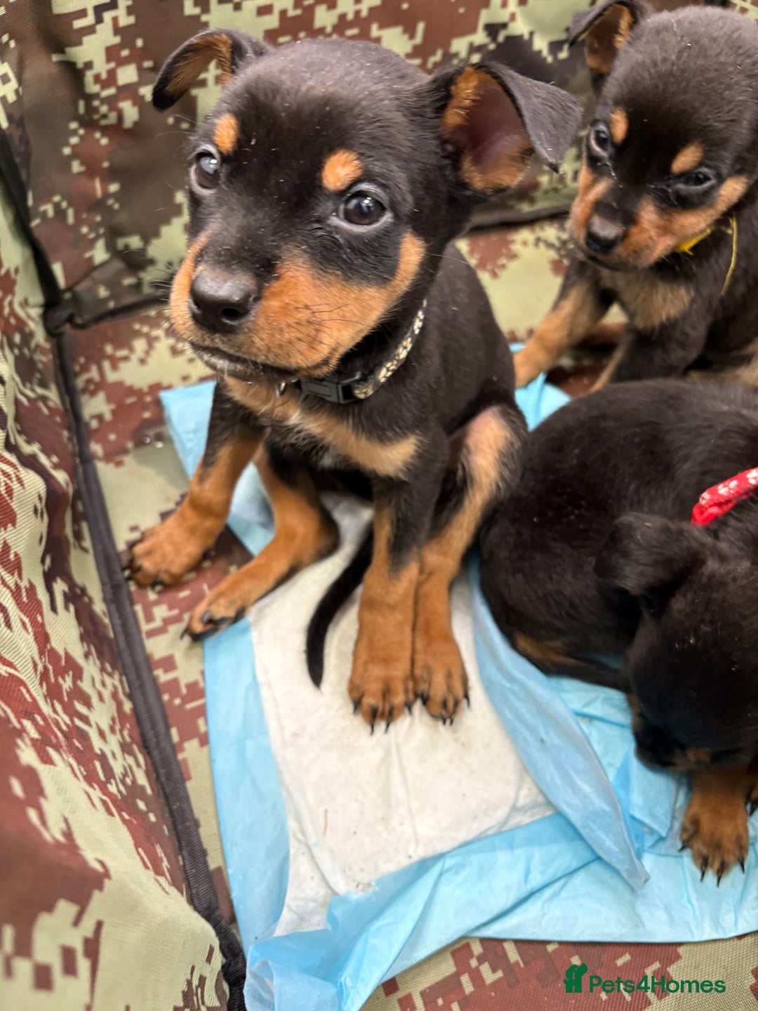Rottweiler dogs for sale: Rottweiler puppies ready to leave now !!!! - Advert 37