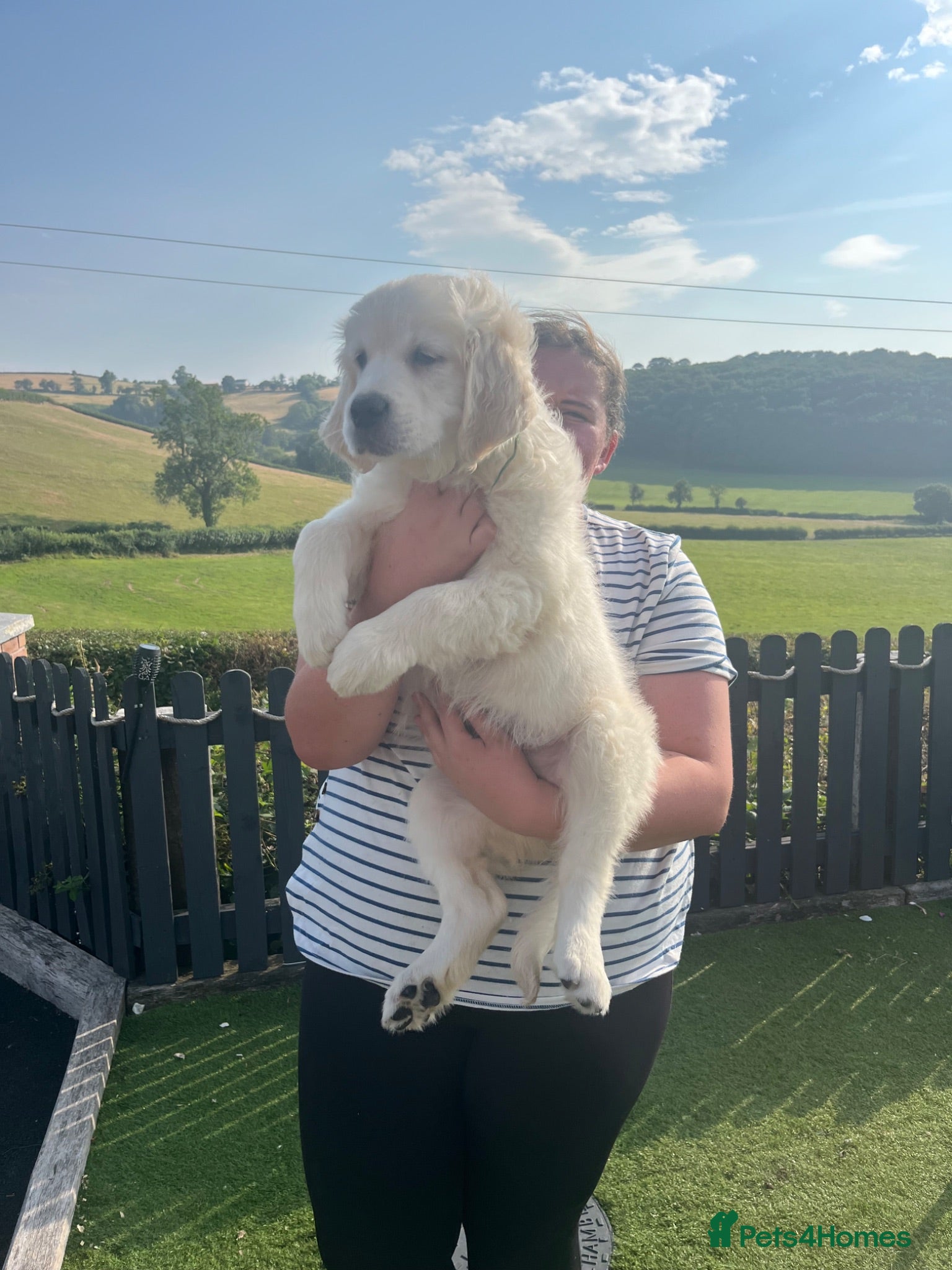 Golden Retriever dogs 👉👉Fully health tested parents!! 👈👈 - Advert 2