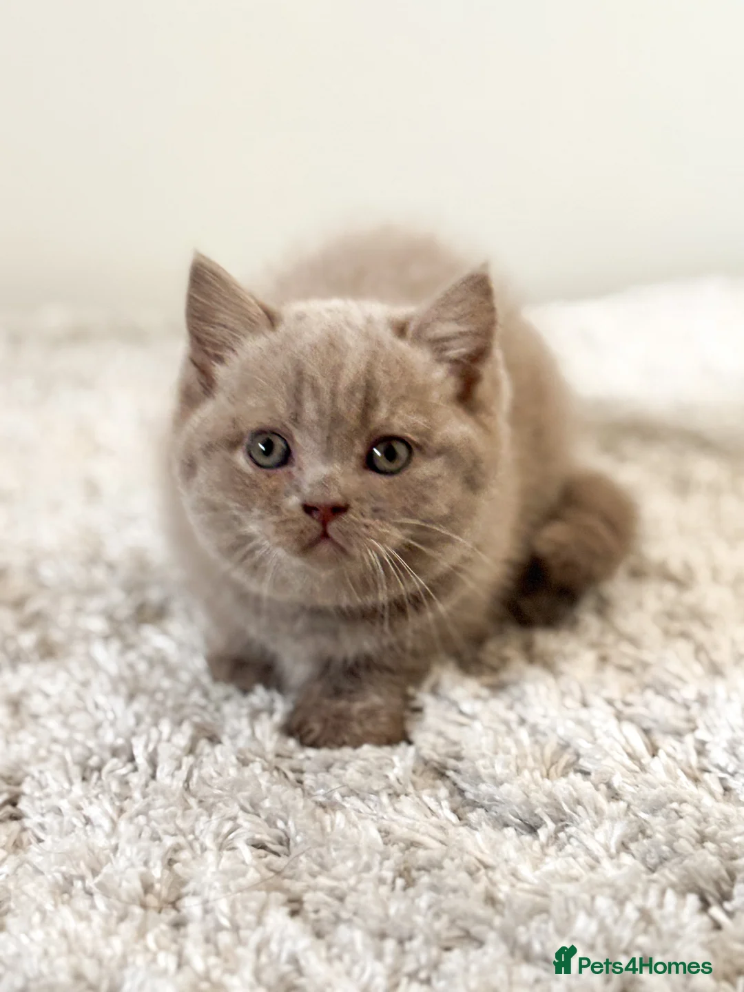 British Shorthair cats for sale: British shorthair and longhair  - Advert 7