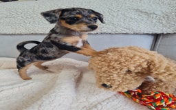 Chipoo dogs for sale: 4  Stunning chipoo puppies  - Image 7