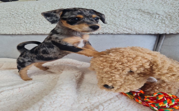 Chipoo dogs - Advert 1