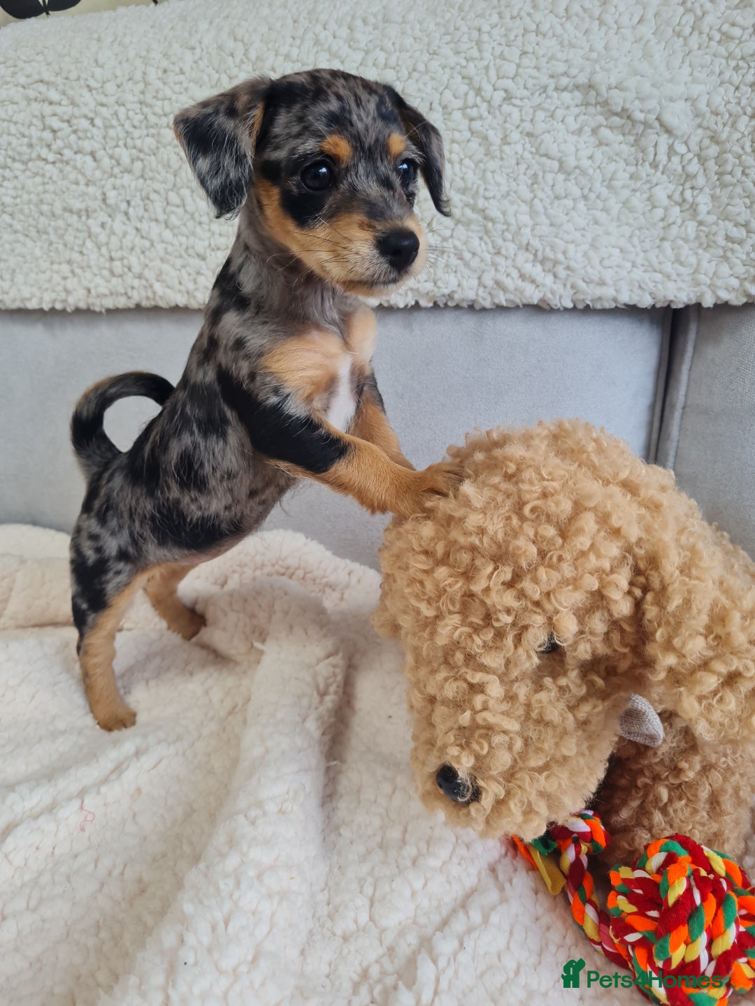 Chipoo dogs for sale: 4  Stunning chipoo puppies  - Image 7