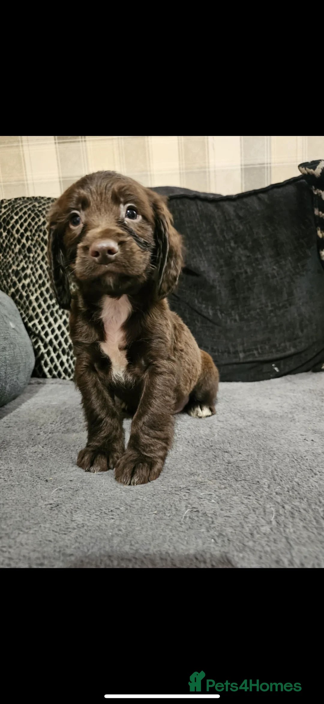 Cocker Spaniel dogs for sale: Cocker spaniel boys! - Advert 4