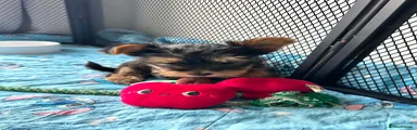 Red collar