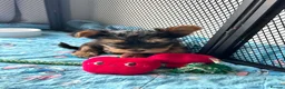Yorkshire Terrier dogs for sale: Beautiful Yorkie puppies  in Banbury - Advert 8