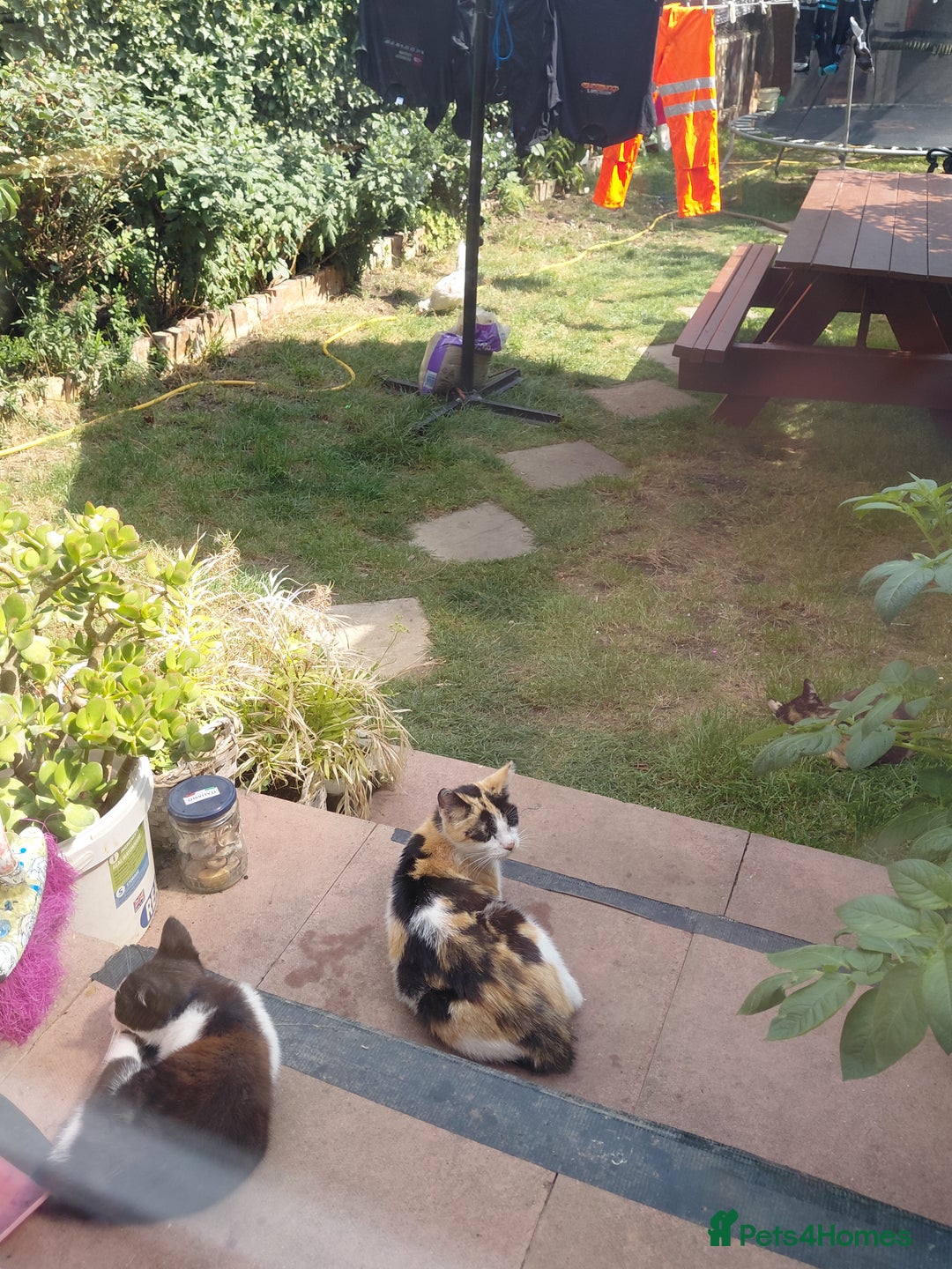 Mixed Breed cats for sale: Gorgeous kittens for sale  - Image 6