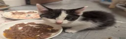 Mixed Breed cats for sale: 4 gorgeous kittens ds X ragdoll X russian blue - Advert 7