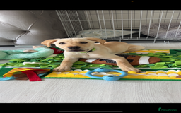 Labrador Retriever dogs for sale: BOY Labrador  in Coatbridge - Image 4