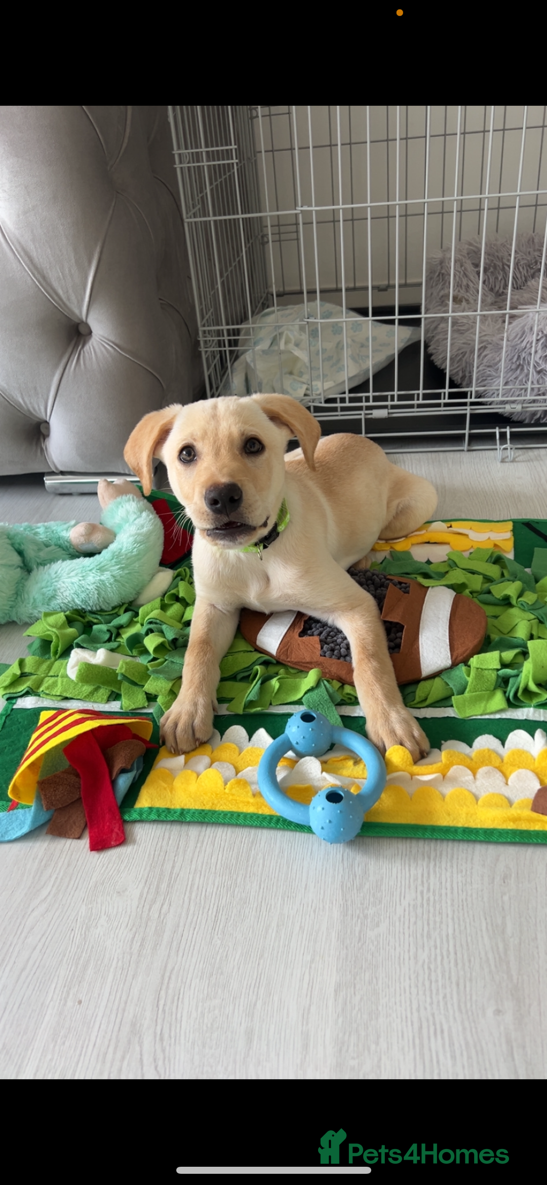 Labrador Retriever dogs for sale: BOY Labrador  in Coatbridge - Image 4