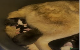 Akita dogs for sale: Beautiful Akita girl puppy for sale  - Image 16