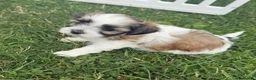 Morkie dogs for sale: RARE TOY Biewer Maltese (BIEWER MORKIE) - Advert 23