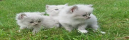Siberian cats for sale: Exceptional TICA Pedigree Siberian kittens - Advert 11