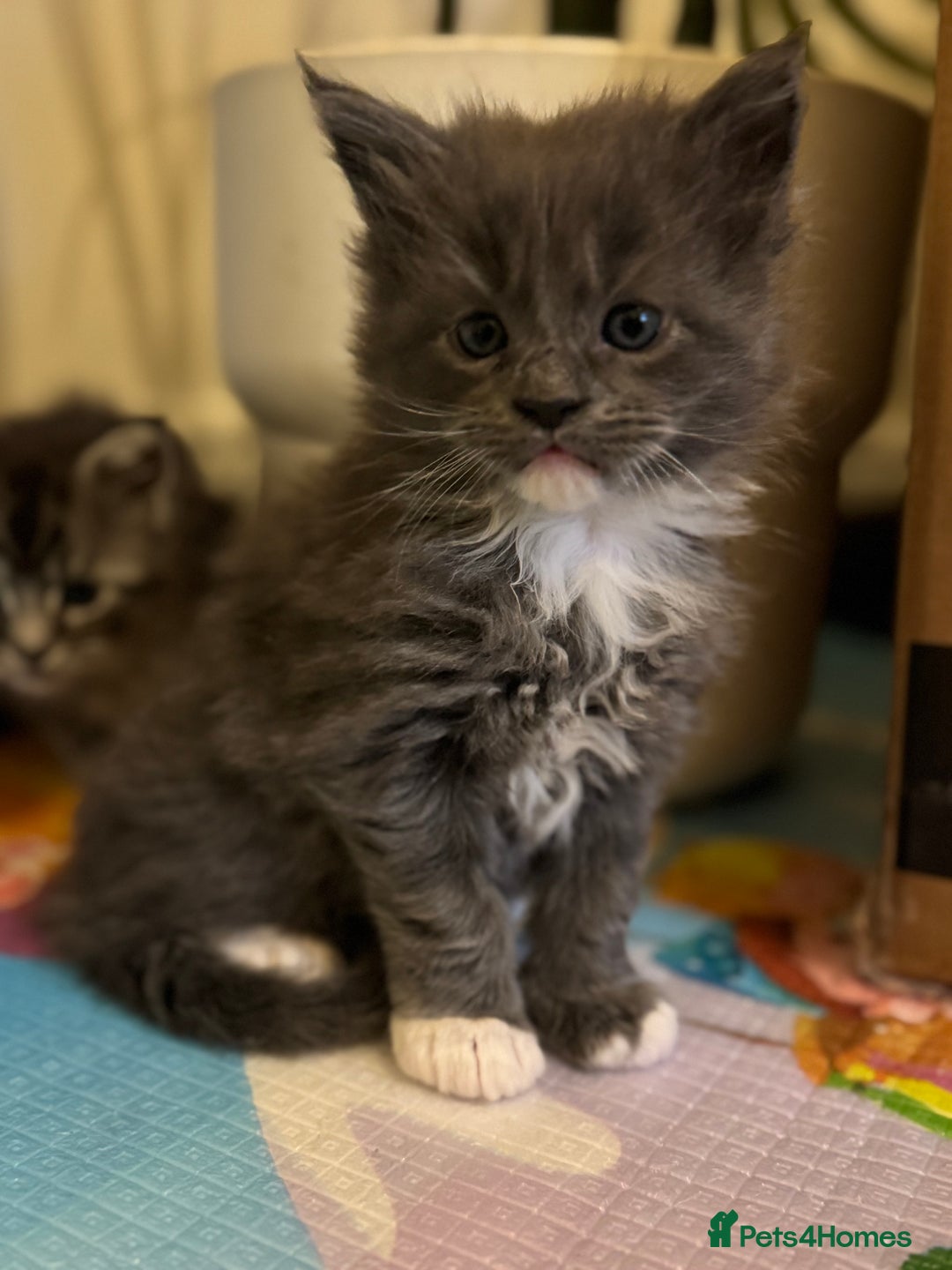 Maine Coon cats for sale: Gorgeous Maine Coon kittens from the GCCF Pedegree - Advert 2