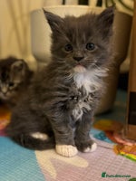 Maine Coon cats Gorgeous Maine Coon kittens from the GCCF Pedegree - Advert 2