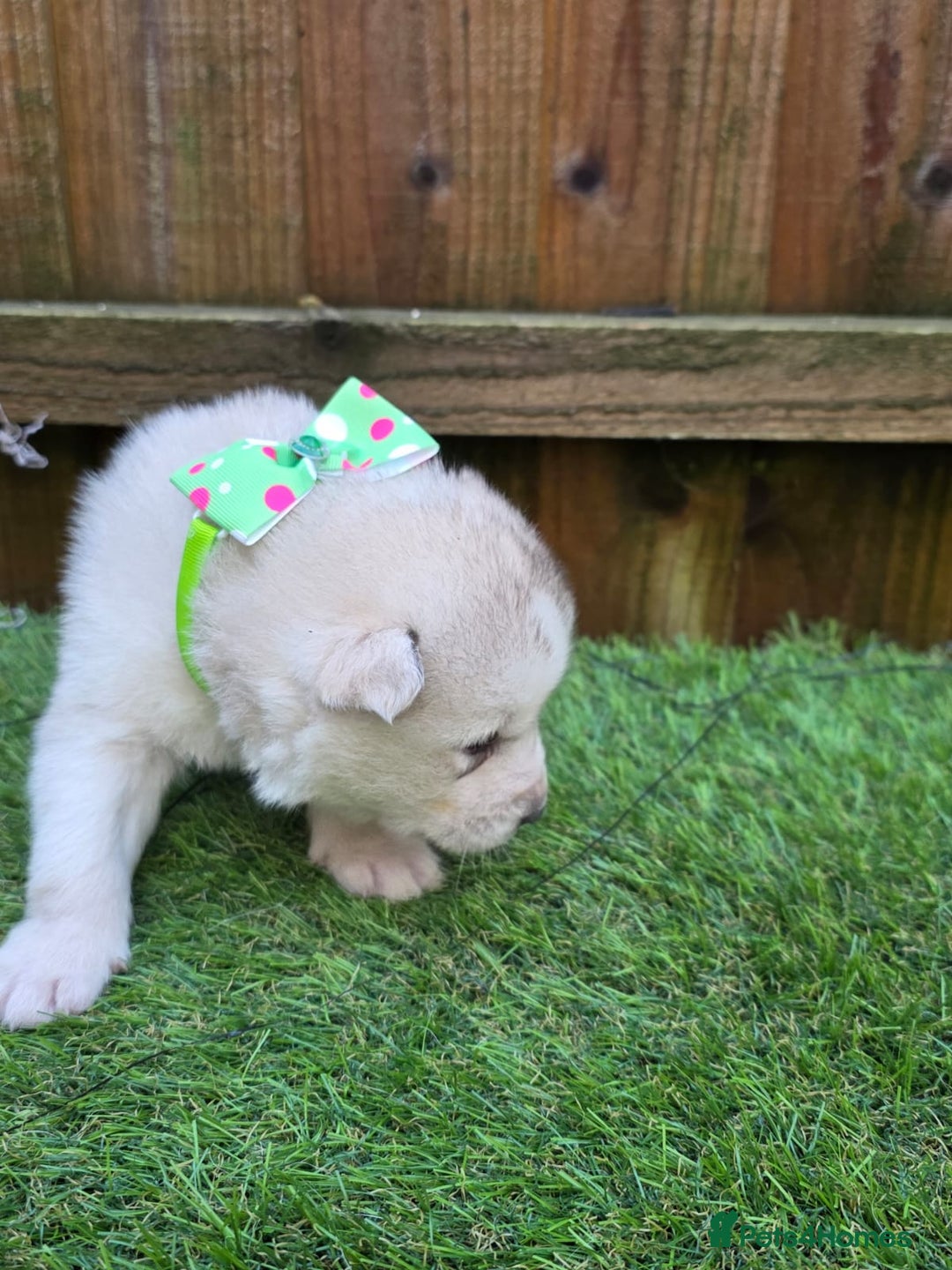 Siberian Husky dogs for sale: Siberian husky puppies  - Advert 11