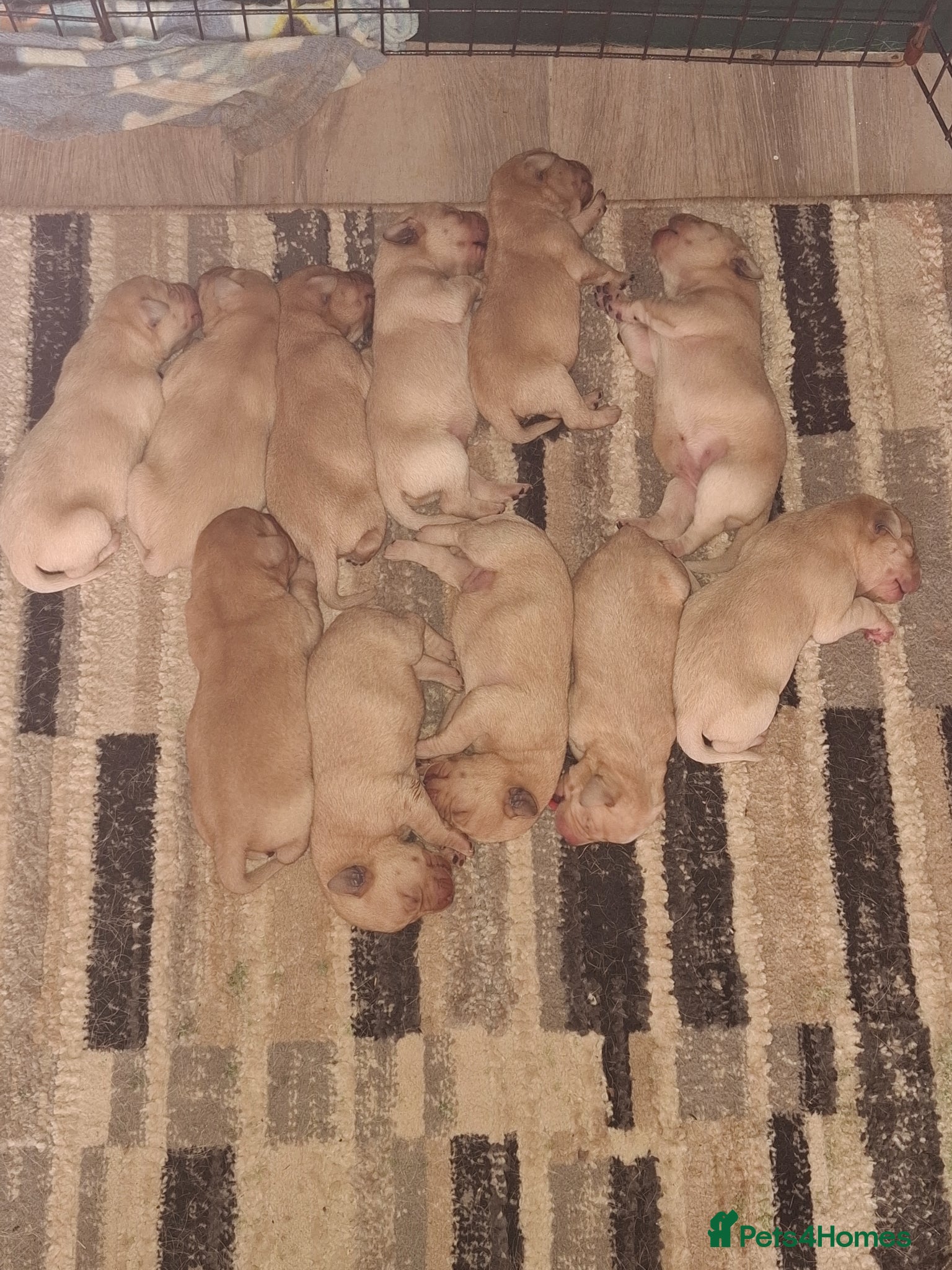 Labrador Retriever dogs for sale: KC Reg Labrador Pups in Newton Abbot - Advert 2