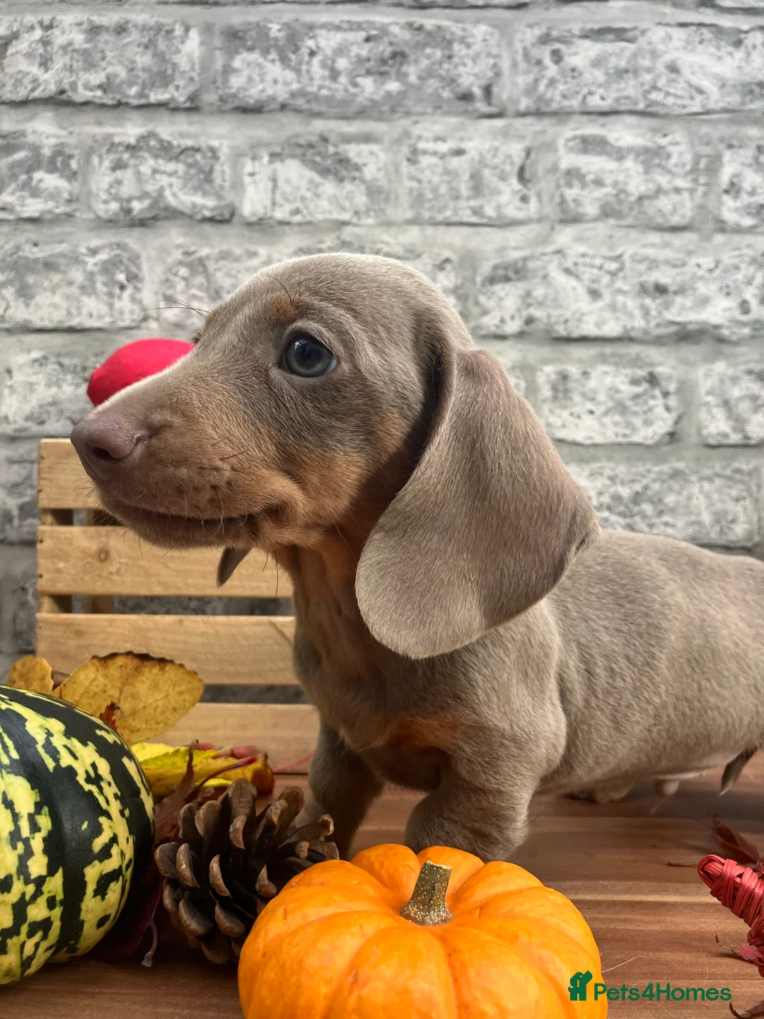 Miniature Dachshund dogs for stud: kc reg.. fully health tested miniature dachshund in Wrexham - Advert 14