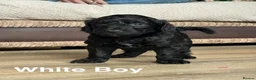 Goldendoodle dogs for sale: 🐾 GORGEOUS GOLDENDOODLE PUPPIES  - Advert 7