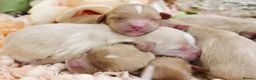 Cavapoo dogs for sale: Health Tested Cavapoo Puppies - Advert 10