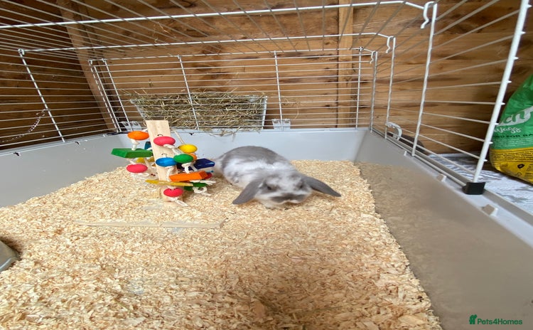 Mini Lop rabbits - Advert 2
