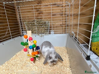 Mini Lop rabbits - Advert 3