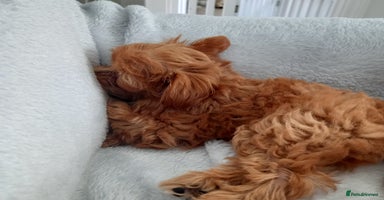 Maltipoo dogs in Glastonbury - Advert 11
