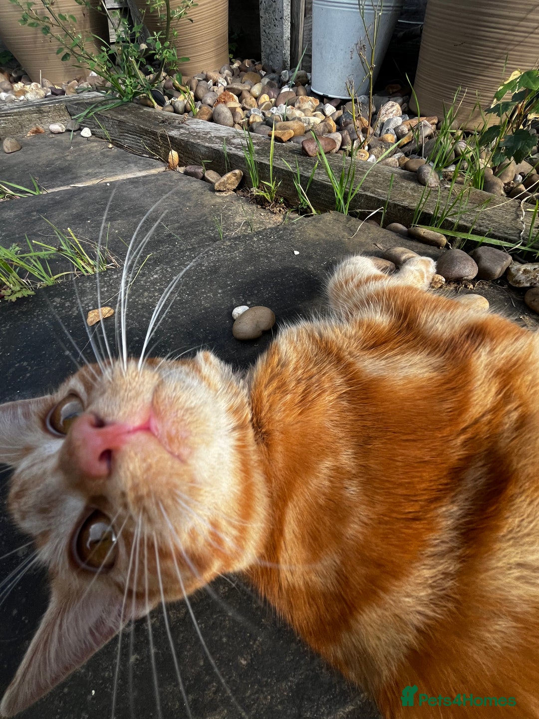 Domestic Shorthair cats for sale: Cheeto - Advert 2