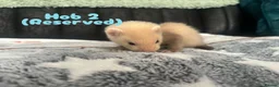 Ferret rodents for sale: 1 full albino hob kit ready july 17 - Advert 4
