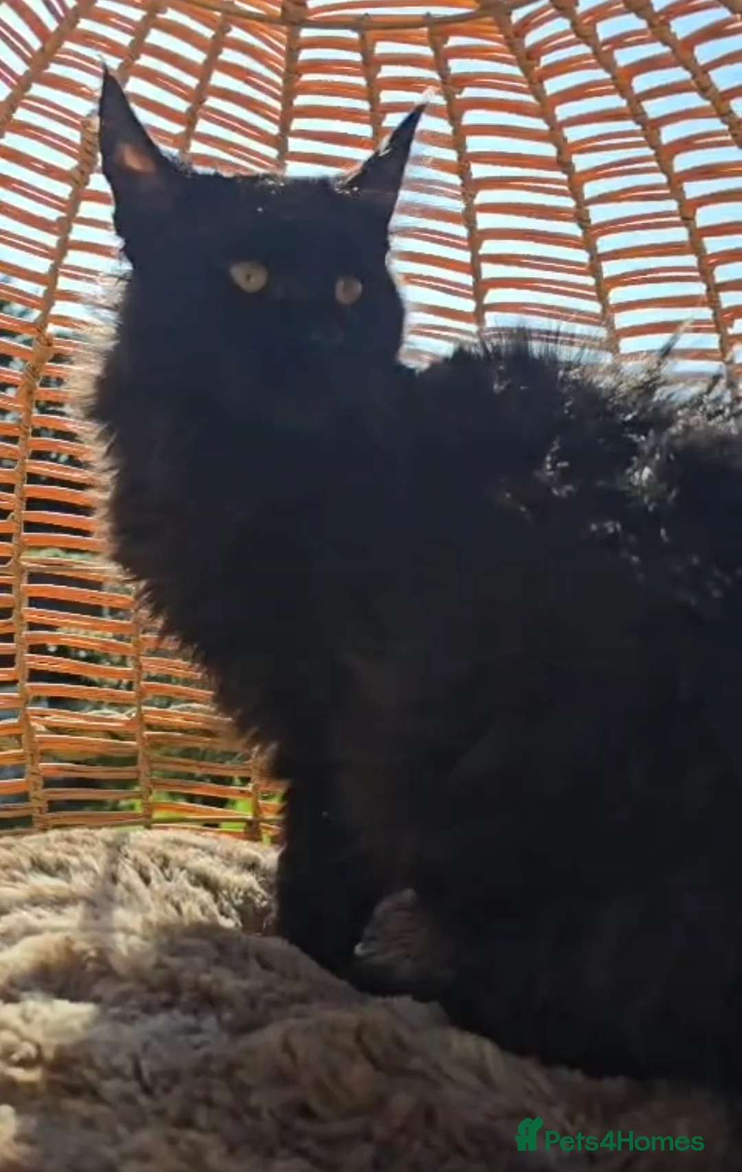 Maine Coon cats for sale: TWO LOVELY MAINE COON GIRLS ONLY SOLD AS A PAIR. - Advert 1