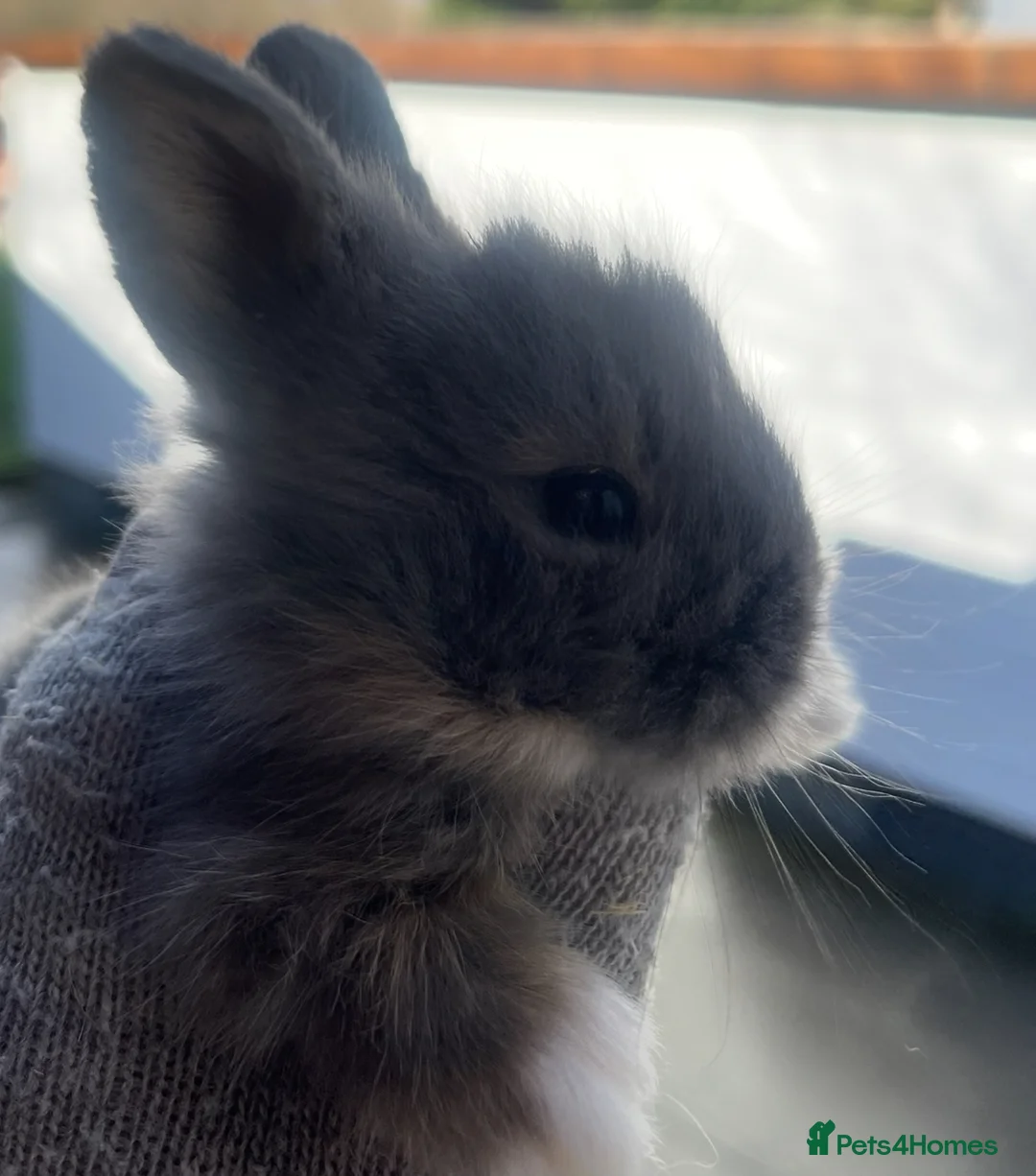 Lionhead rabbits for sale: Baby bunnies ready to reserve  - Advert 6