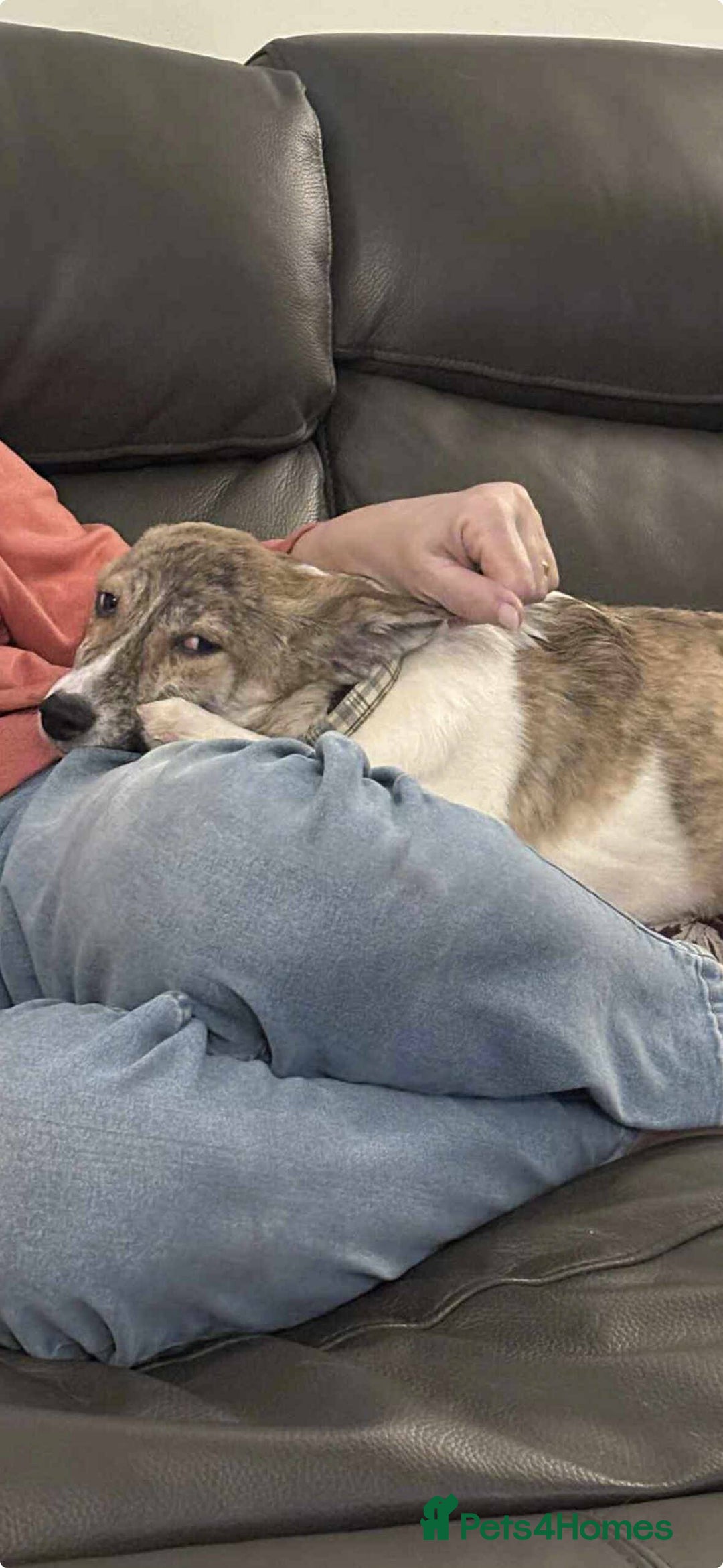 Mixed Breed dogs for adoption: Sylvie - wonderful family dog - Advert 6