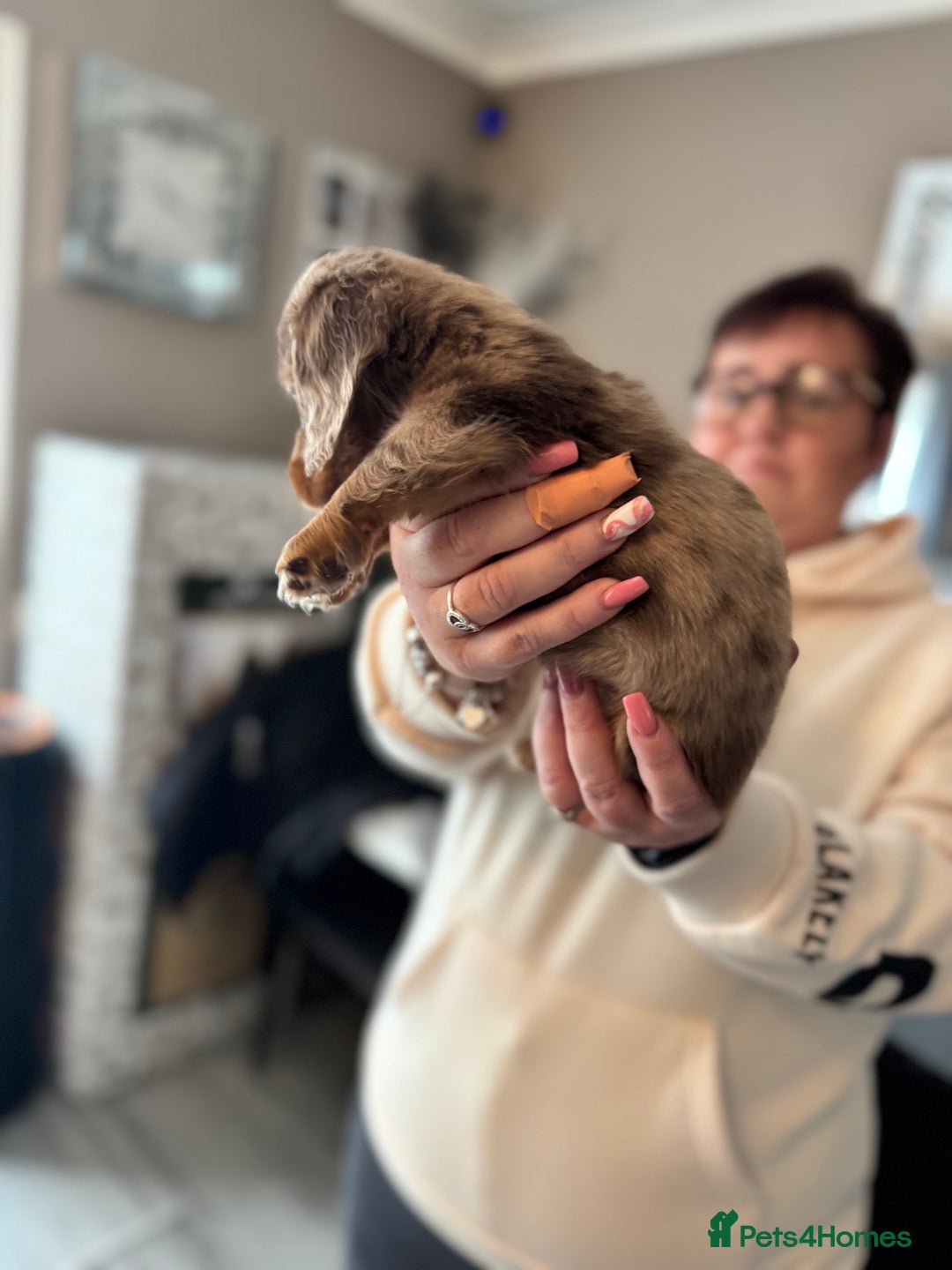 Dachshund dogs for sale: Miniature long hair dachshunds - Image 4