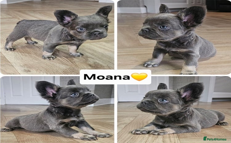 French Bulldog dogs - Advert 1