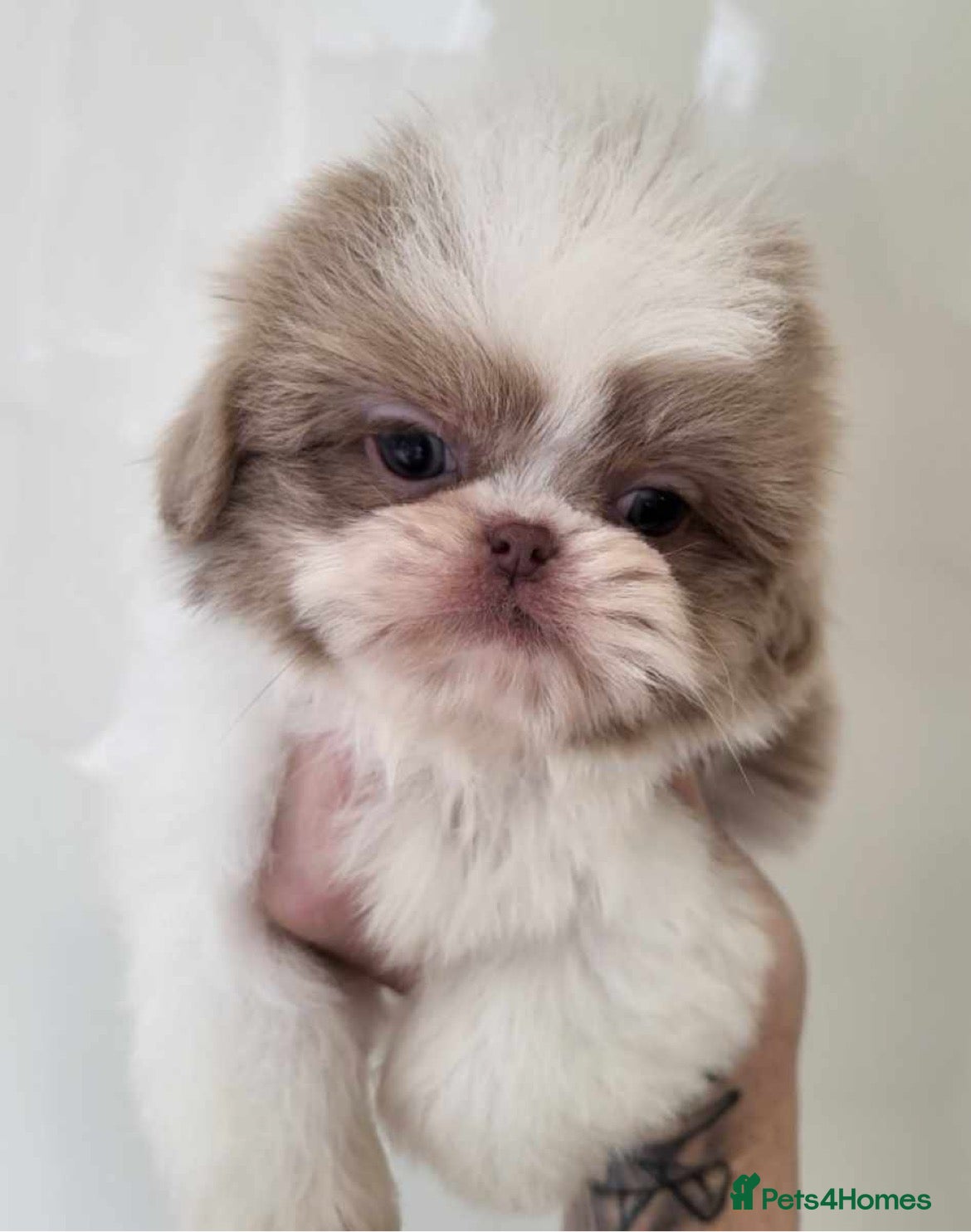 Shih Tzu dogs for sale: Louis needs a new home 😩 in London - Advert 2