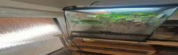 Toad reptiles for sale: Mossy frogs  - Advert 1