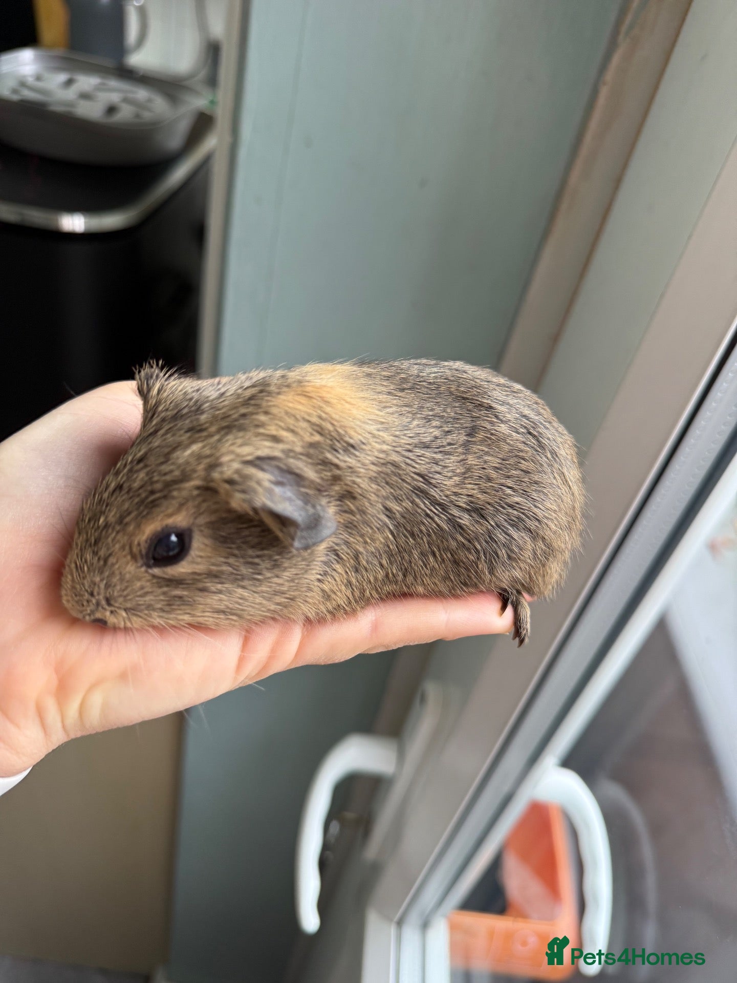 Guinea Pig rodents 2 beautiful baby boy guinea pigs  - Advert 1