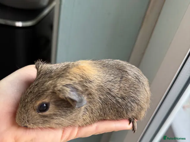 Guinea Pig rodents for sale: 2 beautiful baby boy guinea pigs - Advert 1