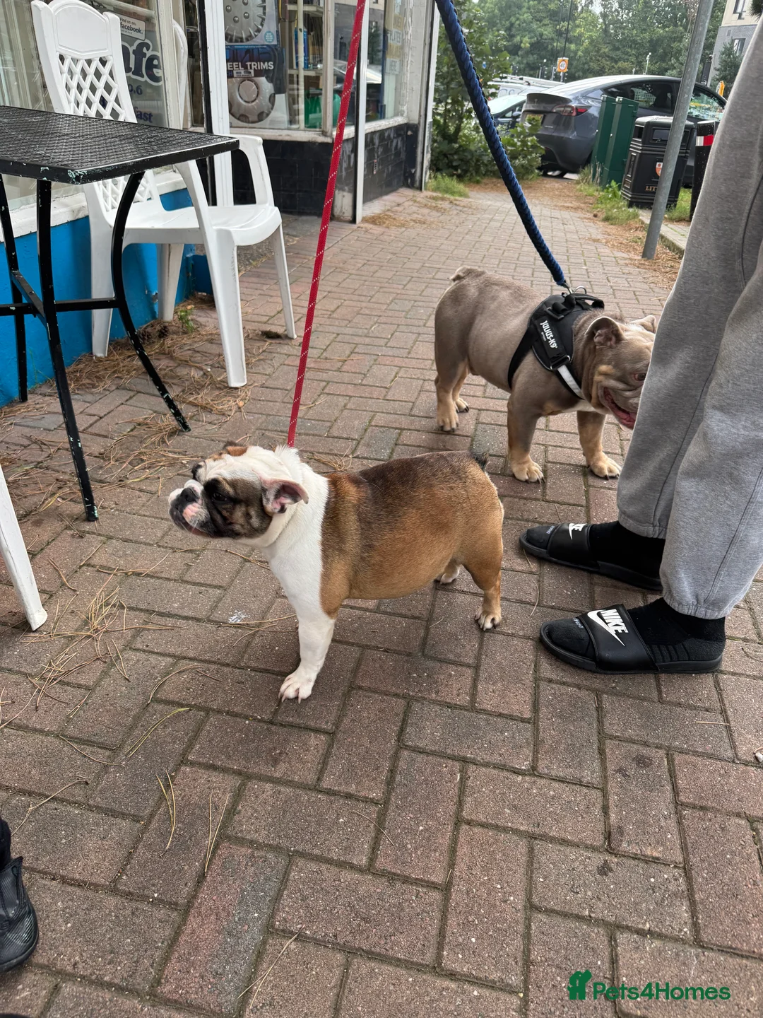 English Bulldog dogs for sale: Female miniature English bulldog  - Advert 3