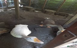 Geese poultry for sale: 2 x Geese - Image 5