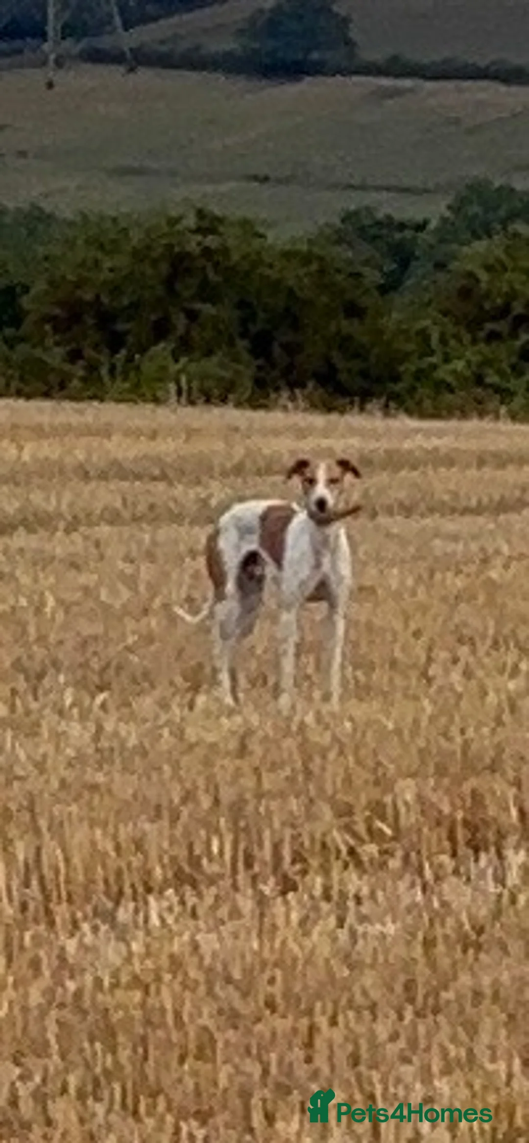 Lurcher dogs for sale: Bandit  - Advert 3