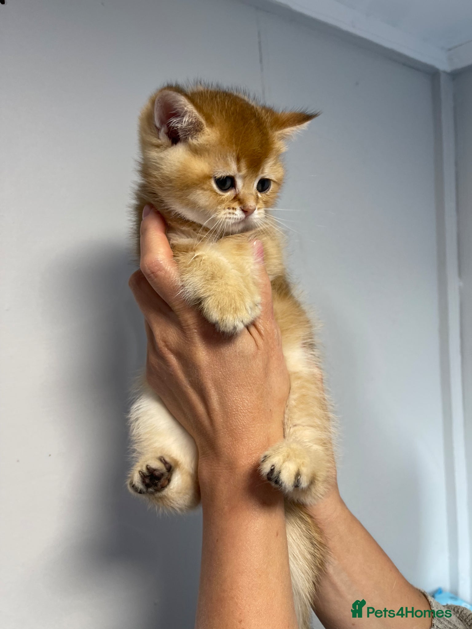 Scottish Fold cats LOVELY SCOTTISH FOLD GOLDEN KITTENS - Advert 2
