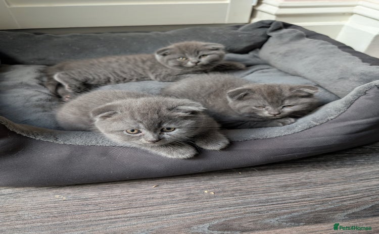 Scottish Fold cats - Advert 1