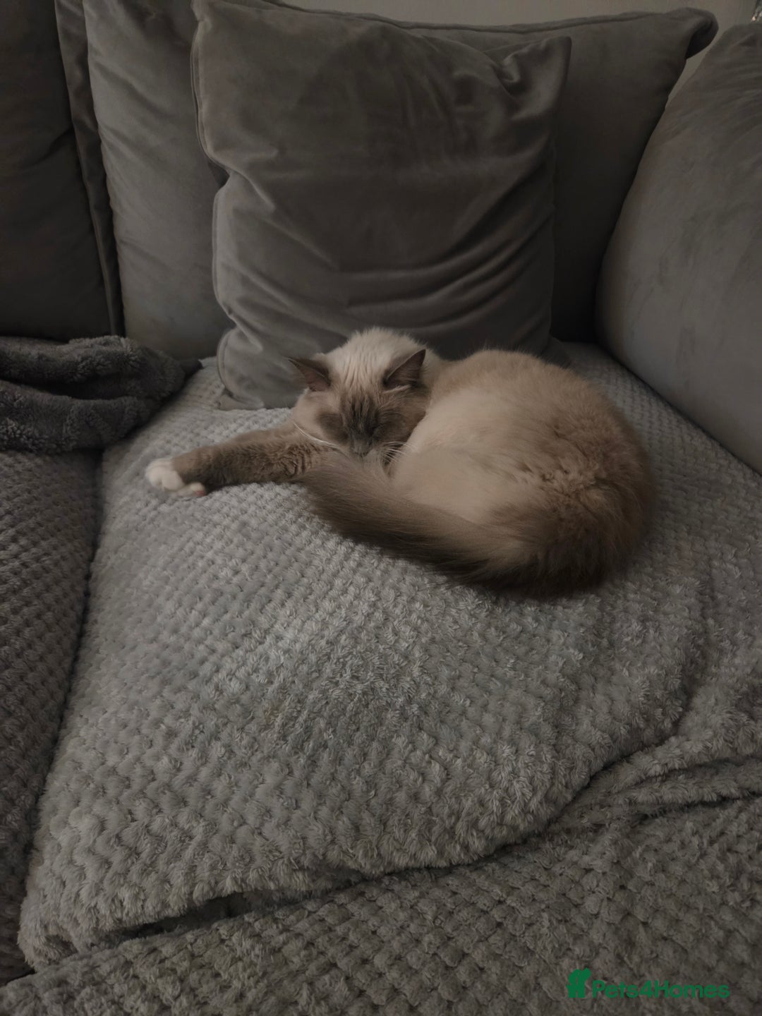 Ragdoll cats for sale: 2 stunning female ragdolls - Advert 5